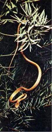 Коричневая змея Boiga irreguloides ведущая древесный образ жизни одна из - фото 74