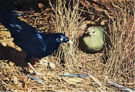 Самец атласного шалашника Ptilonorhynchus violaceus ухаживает за самкой в - фото 75