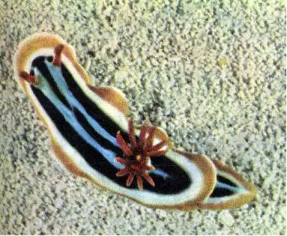 Голожаберный моллюск Chromoduris quadricolor с похожими на цветок жабрами - фото 85