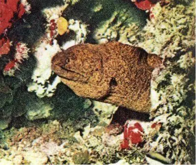 Мурена Lycodontis pictus скрывается в убежище между кораллами Укусы - фото 89