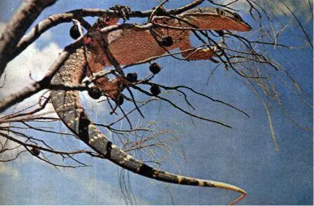 Варан Varanus gouldi длина которого достигает почти метра в основном - фото 94