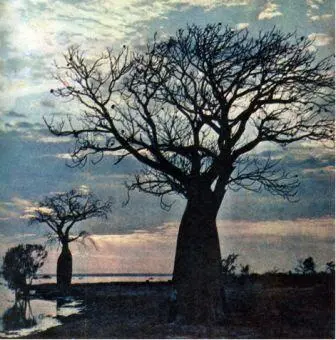Баобабы Adansonia в небольшой бухте близ юрода Дерби в Западной Австралии - фото 97