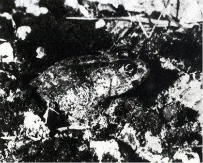 Когда вода высыхает лягушка Chironectes platycephalus зарывается в землю на - фото 116