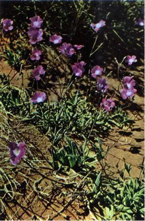 Цветущая розовыми цветками паракилия Calandrinia украшает песчаные холмы - фото 120