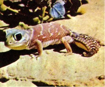Шишкохвостый геккон Nephrurus laevis ночной обитатель дюн избегает жары и - фото 123