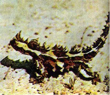 Молох Moloch horridus небольшая ящерица существующая за счет черных - фото 124