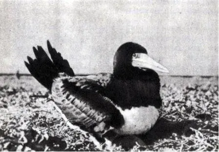 Коричневая олуша Sula leucogaster piotus широко распространена в тропических - фото 149