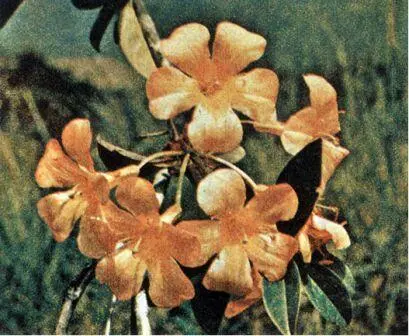 В горах Новой Гвинеи красочный Rhododendron aurigeranum произрастает до высоты - фото 164
