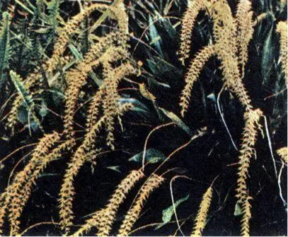 Кустик Dendrochilum Дождевые и горные леса Новой Гвинеи чрезвычайно богаты - фото 166