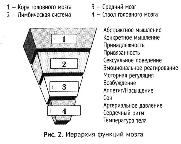 Люди обрабатывают сохраняют и воспроизводят информацию а также реагируют на - фото 4