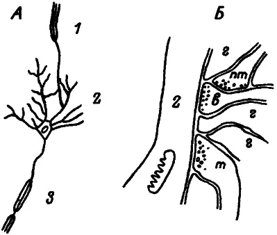 Рис 10 Схема нейрона с конечной ветвью аксона образующего синаптический - фото 11