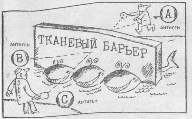 Осада тканевого барьера Бесконечное множество комбинаций антигенов В - фото 43