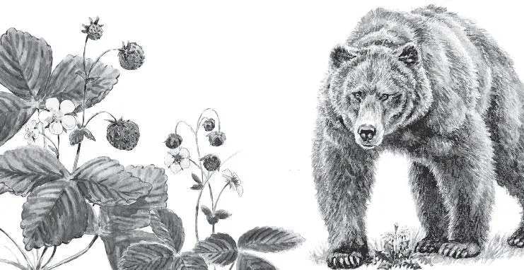 Бурый медведь Что такое бурьян Бурьяном в обиходе называют густые заросли - фото 117