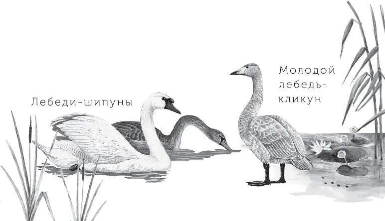 Почему лебедь не улетел У лебедей пара формируется в возрасте двух лет Это - фото 18