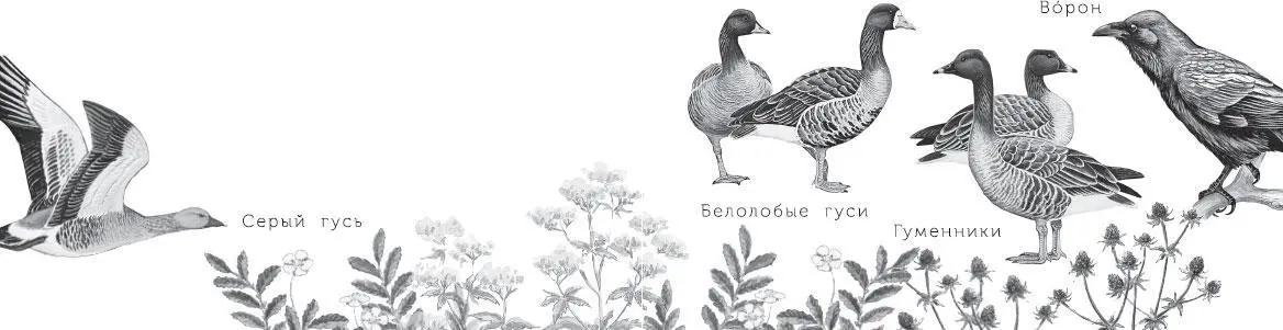 Почему дети подумали что охотники будут подманивать вторую птицу Охота с - фото 20