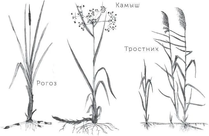 Какие зубы у щуки Щука отличается огромной пастью и множеством зубов Крепкие - фото 27
