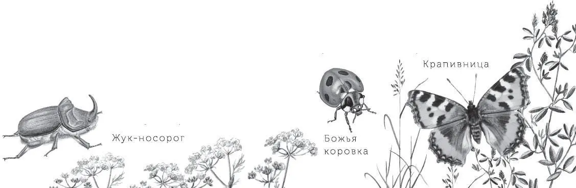 Какого размера бывают лоси Лось высок широк в плечах Зимой кофейнобурый - фото 30