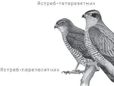 А птицы легко приручаются Птицы легко приручаются в процессе выкармливания - фото 82