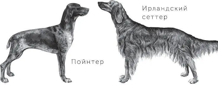 Почему собака приносила любую вещь Натаска дрессировка легавых включает - фото 91