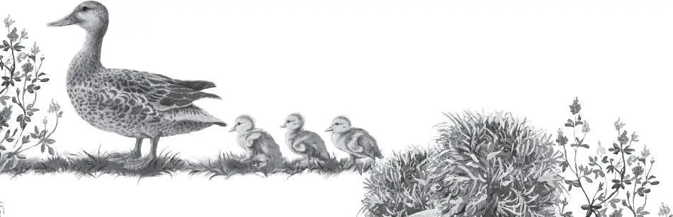 Кто такие куликибекасы Бекас маленький кулик с длинным клювом и на высоких - фото 95