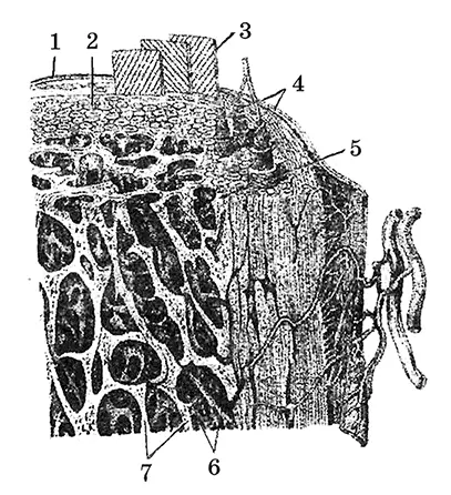 Рис 7 Строение трубчатой кости1 надкостница 2 компактное вещество - фото 7