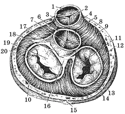 Рис 31 Фиброзные кольца и клапаны сосудов корня сердца 1 передняя - фото 32