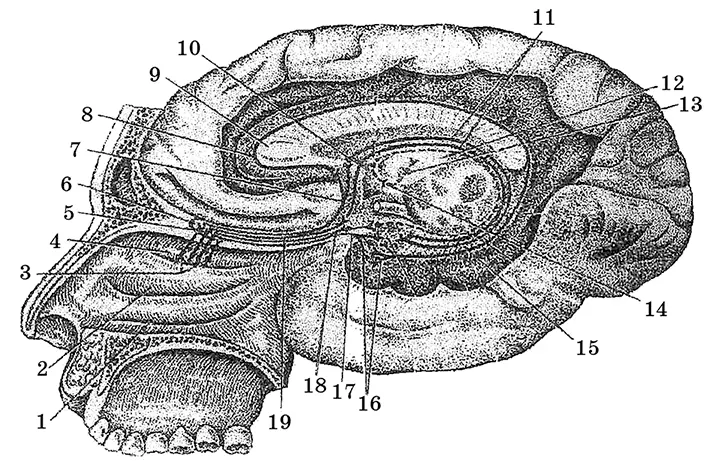 Рис 55 Схема обонятельных путей 1 нижняя носовая раковина 2 средняя - фото 60
