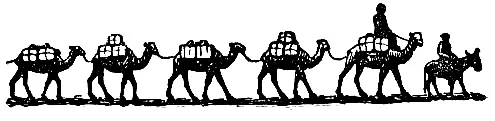 Верблюды шли по десятку соединенные вместе длинными поводьями Впереди на - фото 19
