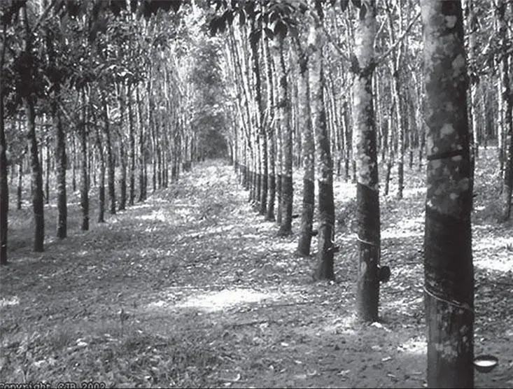 Рис 3 Плантации гивей в Бразилии Каждое дерево дает в год 59 литров сока - фото 3