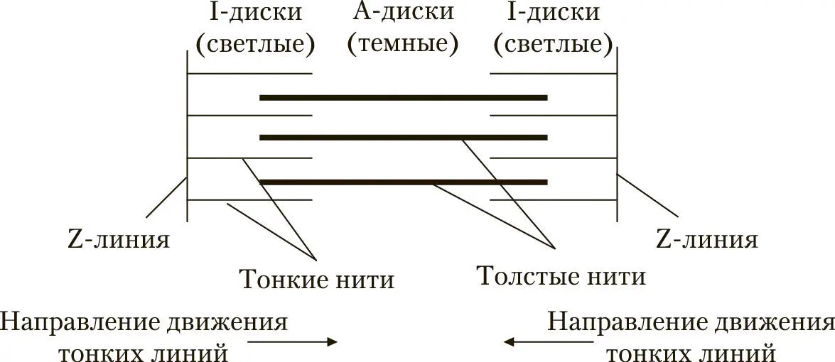 Схема строения саркомера Белые мышцы быстрые гликолитические В них много - фото 16