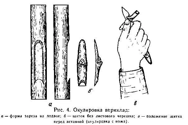 Срезка щитка Окулировку вприклад особенно весеннюю когда на черенках - фото 6