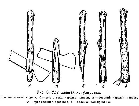 на подвое и прививальщик может оставить прилаженную прививку помощнику для - фото 8