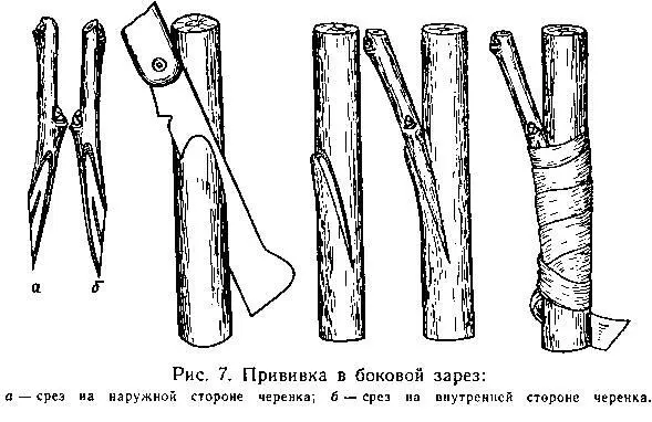 растущих прививок а подвязка их к шипу позволяет придать им нужное - фото 9