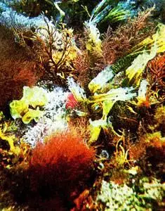 Водоросль анфельция лучший из агароносов Жизнь моря прямо или косвенно - фото 19