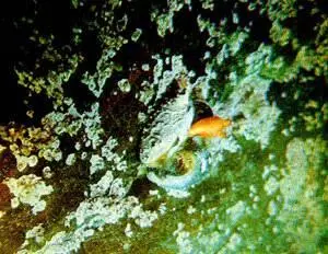 Моллюски опресненного залива Уже при первом погружении под воду у острова - фото 38