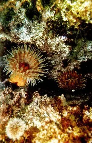Актинии Баренцева моря Лошадиные актинии Развитие жизни в заливе претерпело - фото 40