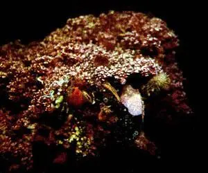 Моллюски Кислой Губы опреснение нарушило экологический баланс Будущее - фото 41