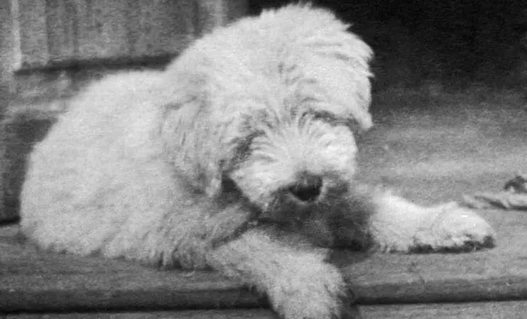 Фраму 3 месяца Весна 1940 г Дед с Фрамом Деденево весна 1941 г - фото 158