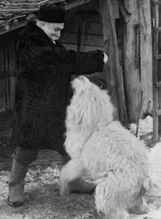 Дед с Фрамом Деденево весна 1941 г Справка об эвакуации выданная Г Н - фото 159