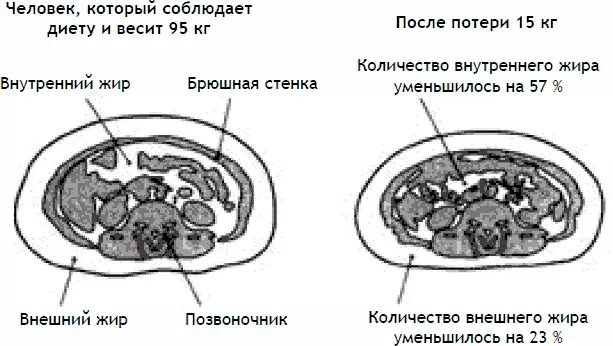 Эти два изображения представляют собой снимки поперечного среза органов брюшной - фото 7