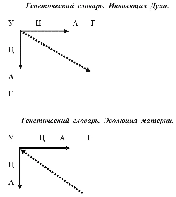 Рис 6 Кодонный крест отражение принципа в генетических типах - фото 56