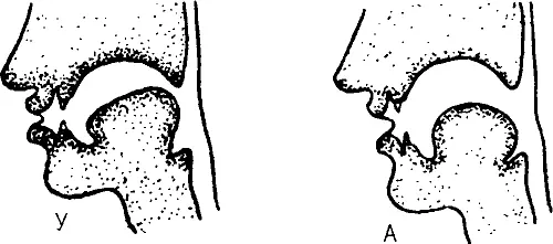 Рис 15 Положение рта и языка при произнесении гласных У Рис 16 - фото 14