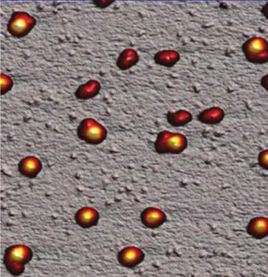 Рис 128АСМизображение рибосом Ecoli Получено МН Савватеевым ЗАО - фото 58