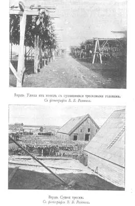 На пароходе говорят только о треске Время лова трески в Ледовитом океане для - фото 52