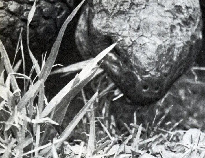 Слоновые черепахи Беспощадное избиение прекратилось лишь теперь По настоянию - фото 15