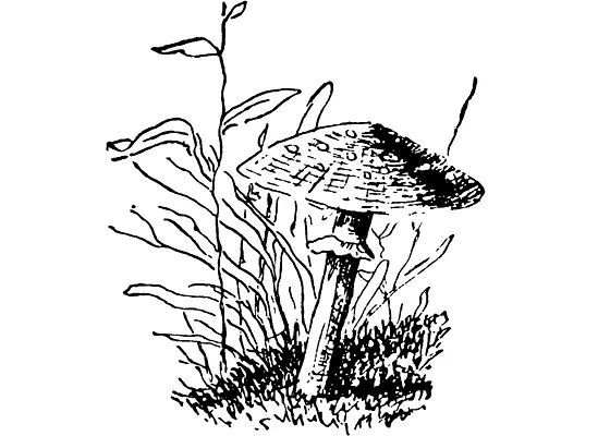 На краю муравейника вырос гриб Тихой и безмятежной кажется жизнь большого - фото 24