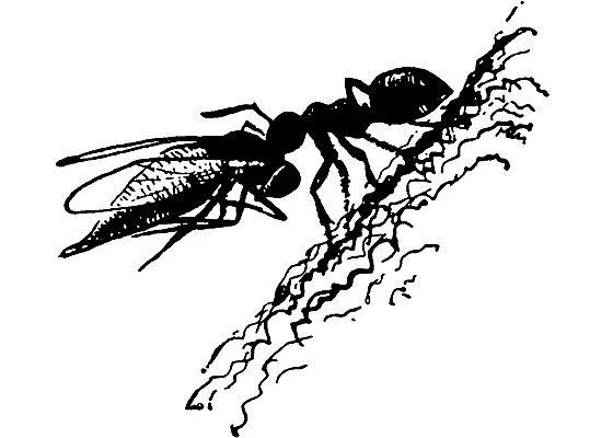 Муравей тащит грибного комарика Кто не видел в лесу муравейников В них живут - фото 25