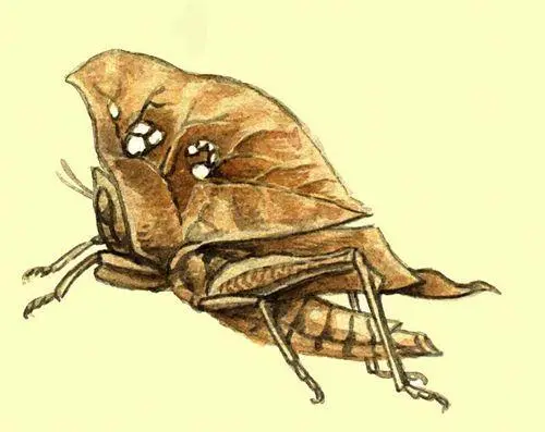 Кобылка Characthypus gallinaceus Степная дыбка Saga pedo Листовидные - фото 534