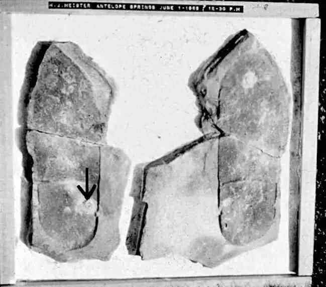 Древнейшие отпечатки ног человека в обуви В 1927 году геологлюбитель - фото 8