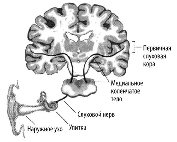 Слуховая система человека Ллойд Уатт и его исследовательская группа из - фото 31
